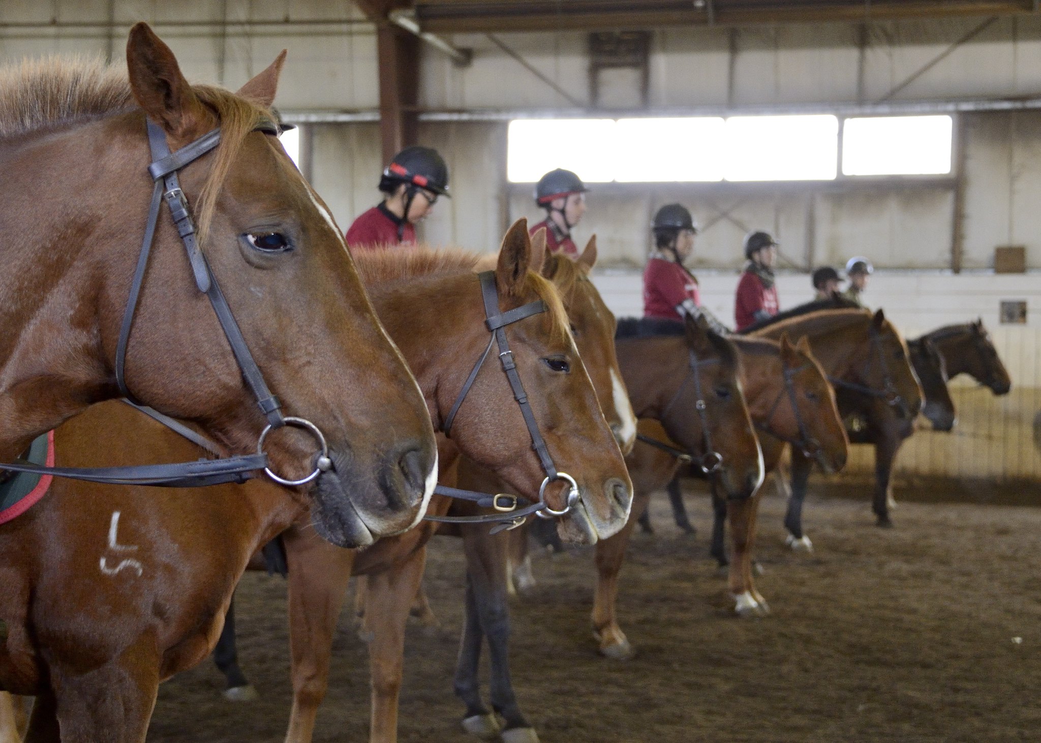 Horseback Riding Camp in Gabriel-de-Valcartier, QC Image