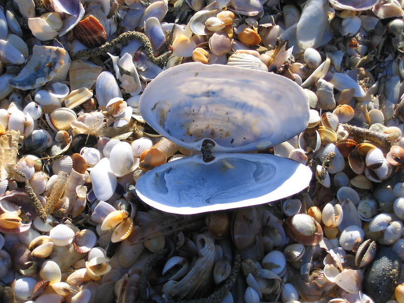 Shoreline Hike & Forage Image