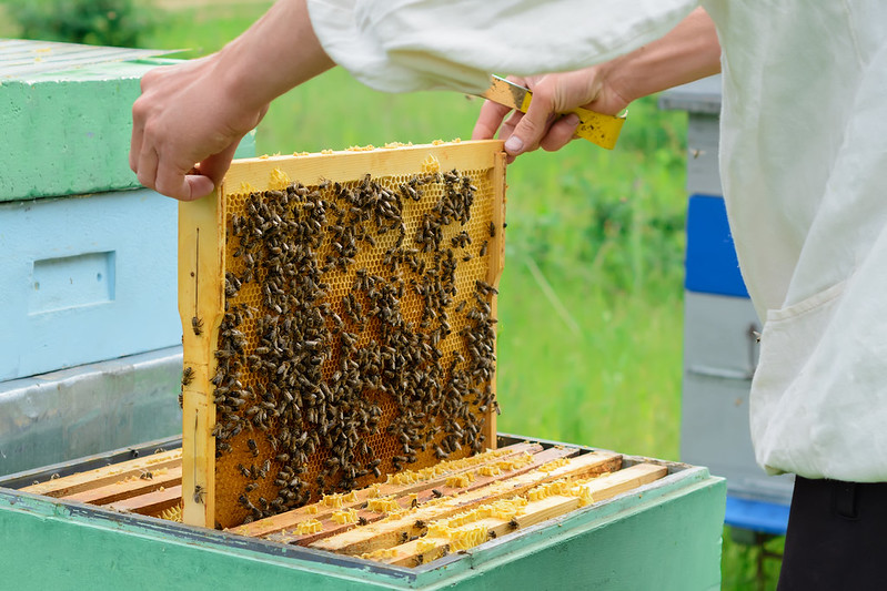 Bee Essentials Course - 2026 - Fall River, NS