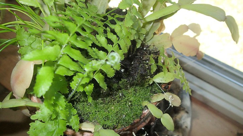 Build Your Own Terrarium: Zen Garden Jar - 2026 - Vancouver, BC